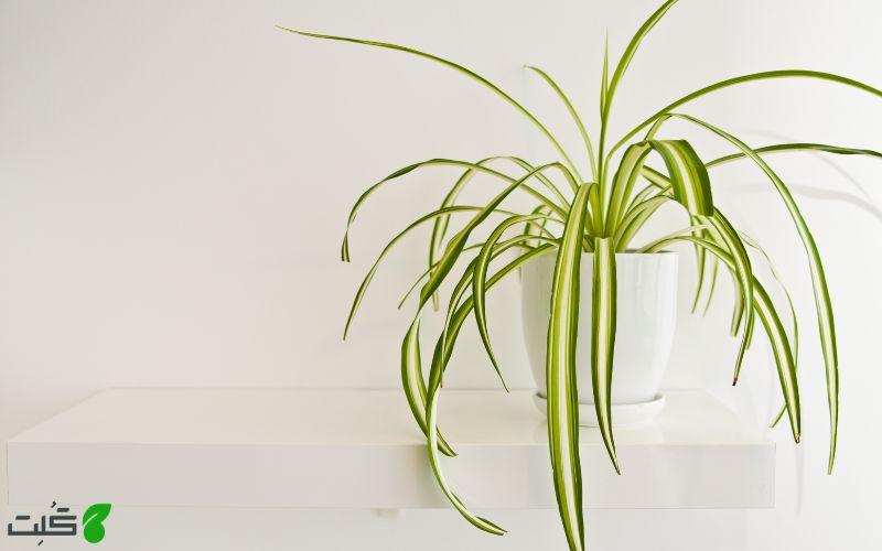 گل گندمی اقیانوس اطلس Atlantic spider plant