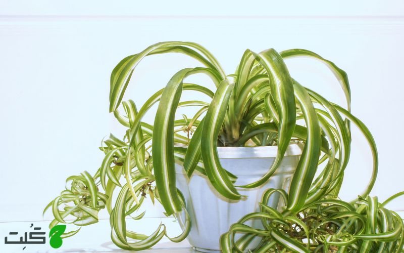 گل گندمی فر یا عنکبوتی بانی bonnie spider plant or curly