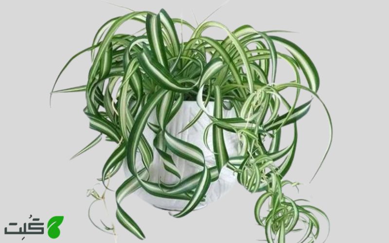 گل گندمی زبرا zebra spider plant