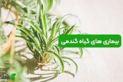 بیماری‌ های گیاه گندمی