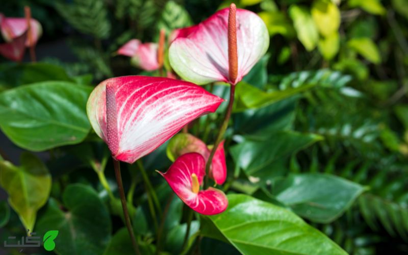 راهنمای خرید گل آنتریوم