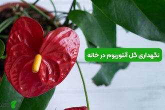 نگهداری گل آنتوریوم در خانه