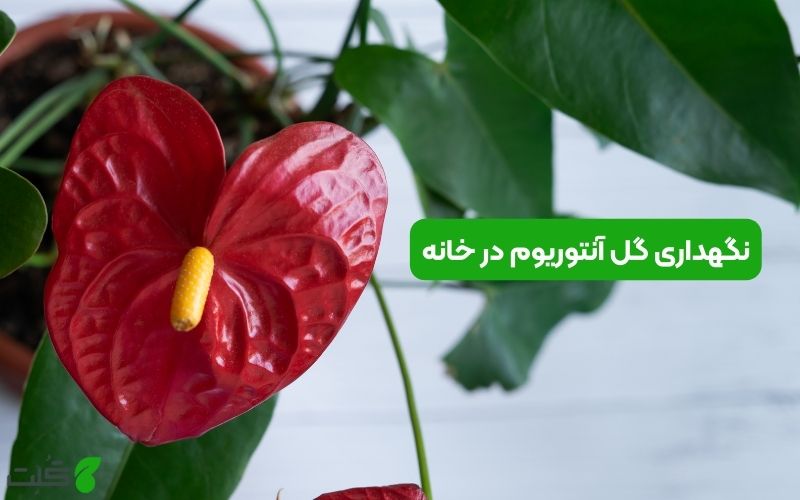 نگهداری گل آنتوریوم در خانه