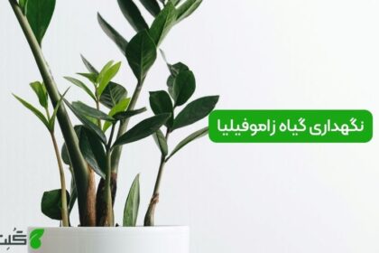 نگهداری گیاه زاموفیلیا