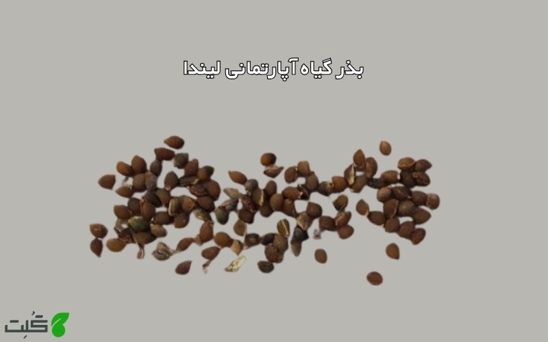 بذر گیاه آپارتمانی لیندا