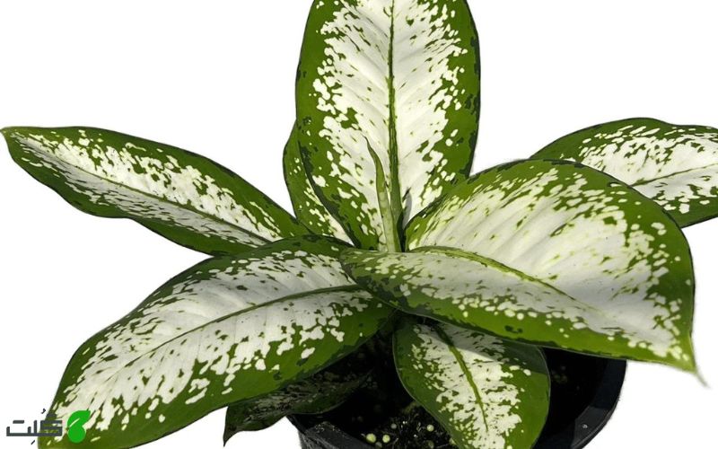 دیفن دلیلا Dieffenbachia Delilah