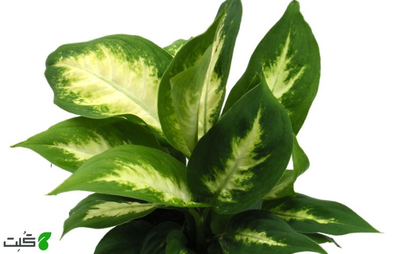 دیفن سگوئین  Dieffenbachia Seguine