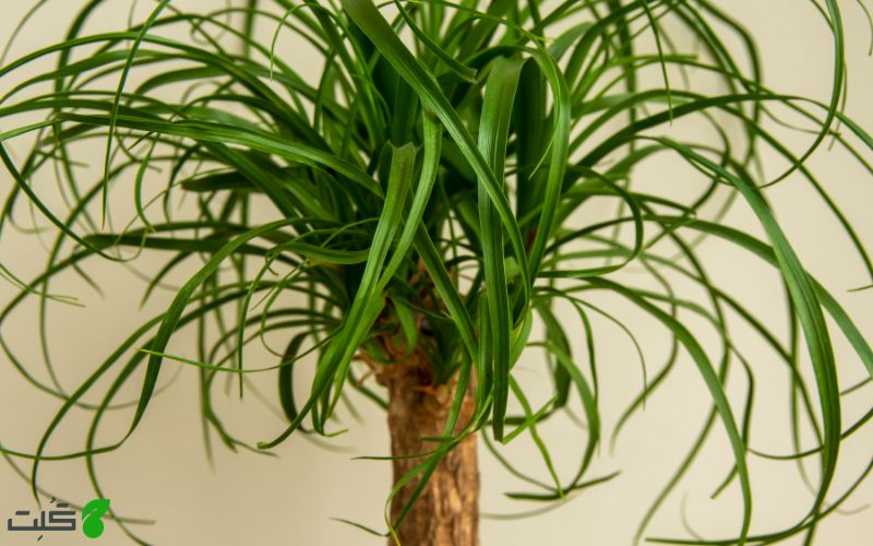 نگهداری گیاه لیندا