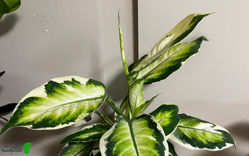 دیفن استتار Dieffenbachia Camouflage