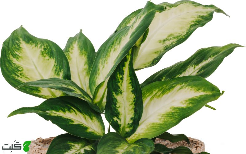 دیفن هانی دو Dieffenbachia Honeydew