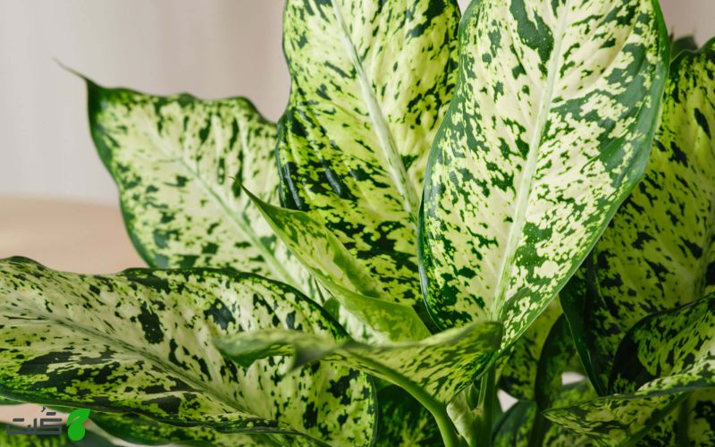 دیفن ماکولاتا Dieffenbachia Maculata