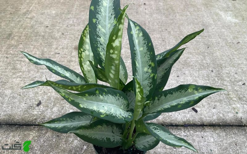 دیفن پلنگی Dieffenbachia Planther