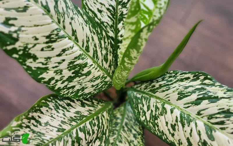 دیفن وایت اتنا Dieffenbachia white etna