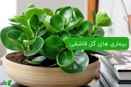 بیماری های گل قاشقی