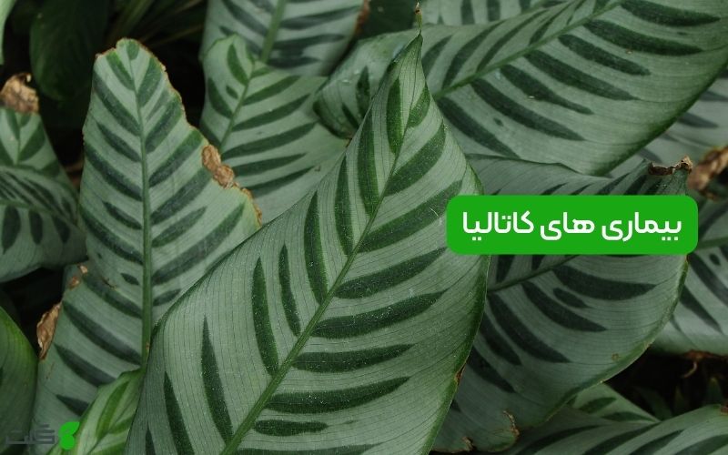 بیماری‌ های کاتالیا