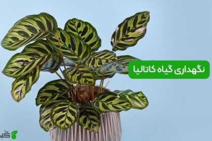 نگهداری گیاه کاتالیا