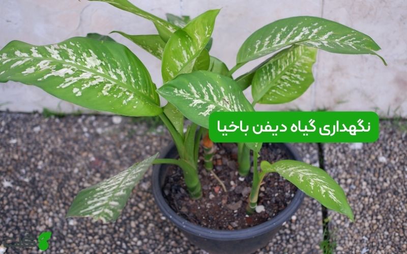 نگهداری گیاه دیفن باخیا