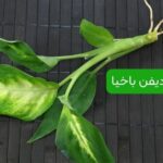 تکثیر دیفن باخیا