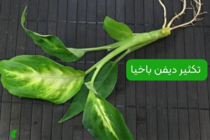 تکثیر دیفن باخیا