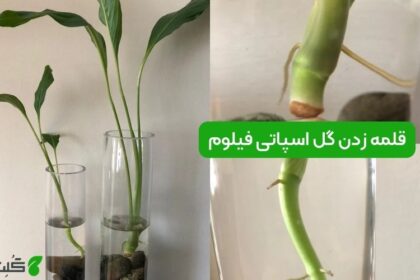 قلمه زدن گل اسپاتی فیلوم