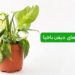 بیماری‌ های دیفن باخیا