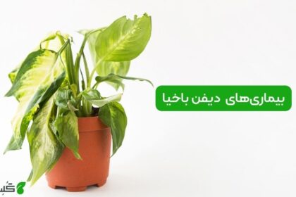 بیماری‌ های دیفن باخیا