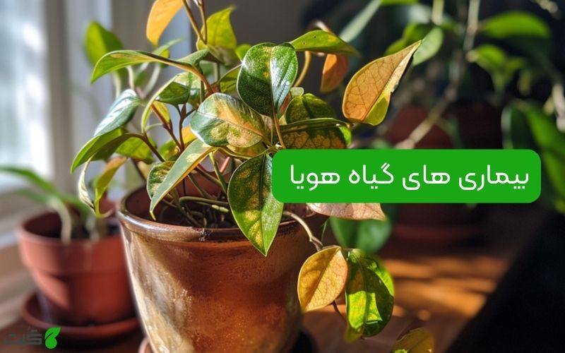 بیماری‌ های گیاه هویا