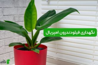 نگهداری فیلودندرون امپریال