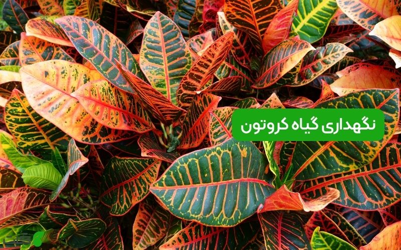 نگهداری گیاه کروتون