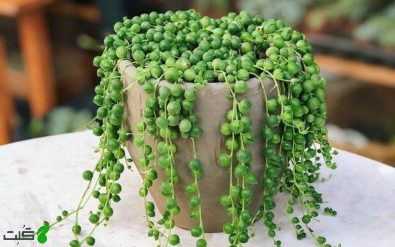 تکثیر کاکتوس غوره ای