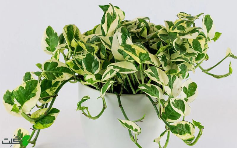 پتوس انجوی N’Joy Pothos
