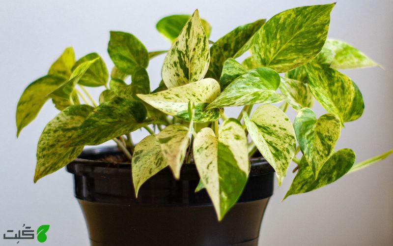 پتوس طلایی Golden Pothos