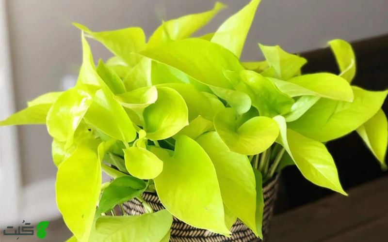 پتوس نئونی Neon Pothos