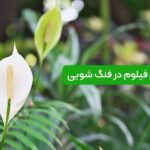 اسپاتی فیلوم در فنگ شویی