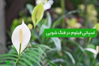 اسپاتی فیلوم در فنگ شویی