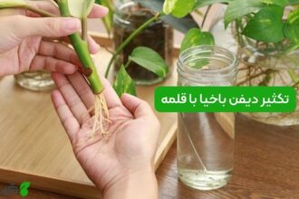 تکثیر دیفن باخیا با قلمه