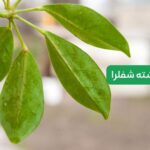 علائم شته گل شفرا