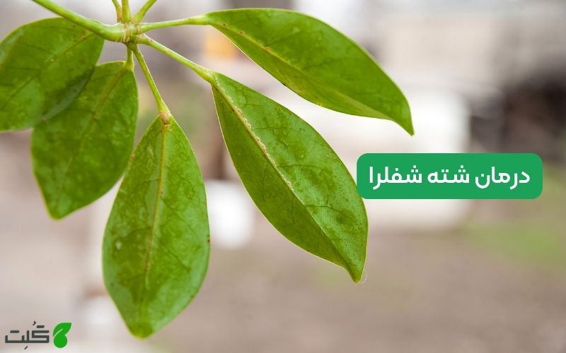 علائم شته گل شفرا