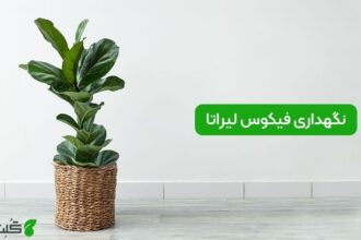 نگهداری فیکوس لیراتا