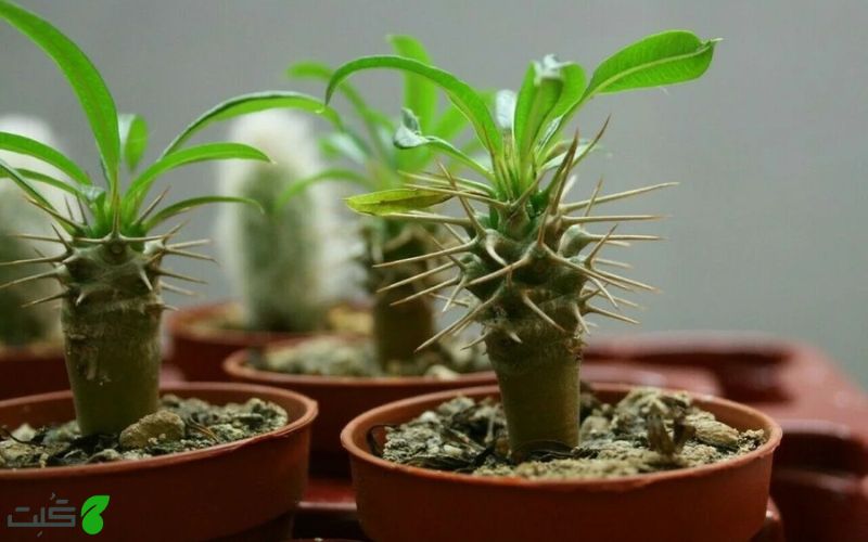 تکثیر نخل ماداگاسکار از طریق قلمه زدن ساقه یا ریشه 
