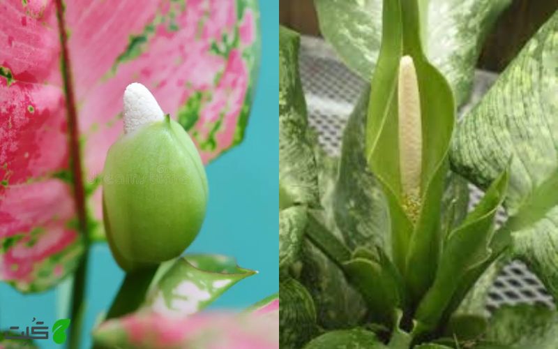چه زمانی دیفن باخیا گل میدهد؟