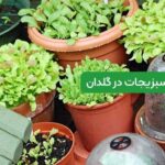 کاشت سبزیجات در گلدان: هنر کاشت سبزی در گلدان خانه