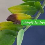 سوختن نوک برگ زاموفیلیا