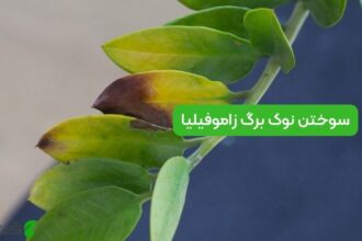 سوختن نوک برگ زاموفیلیا