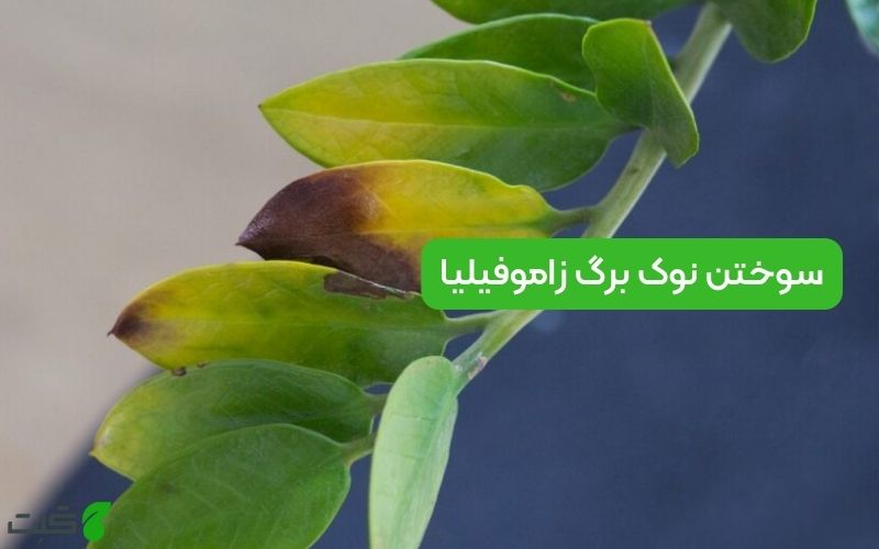 سوختن نوک برگ زاموفیلیا