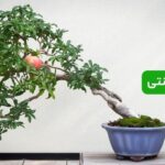 انار زینتی، نگهداری انار مینیاتوری در ۴ فصل سال