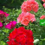 نگهداری شمعدانی: معرفی انواع و روش‌های تکثیر