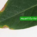 سوختگی نوک برگ آنتوریوم