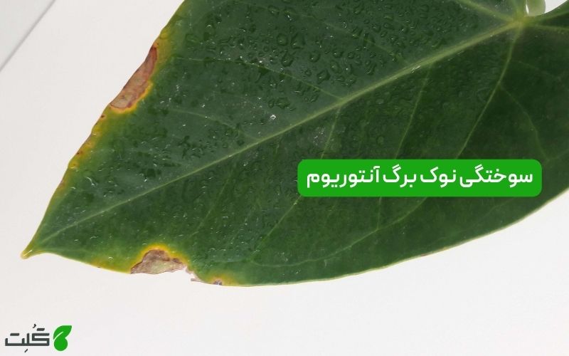 سوختگی نوک برگ آنتوریوم