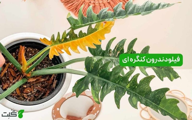 نگهداری فیلودندرون کنگره‌ ای